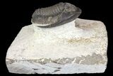 Cornuproetus Trilobite Fossil On Pedestal of Limestone #140804-6